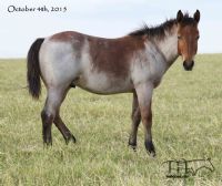Hotrod Rockette's 2015 Colt